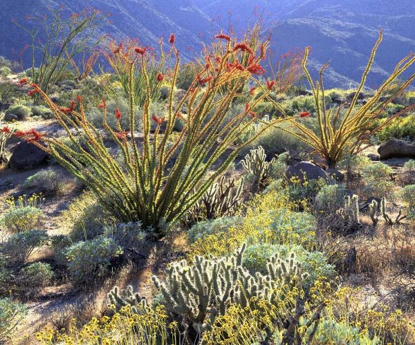 CA, Anza-Borrego Ocotillo cactus and brittlebush